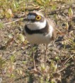 /album/my-local-birding-gallery/an-inquisitive-little-ringed-plover-jpg/